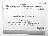 Merulius molluscus image